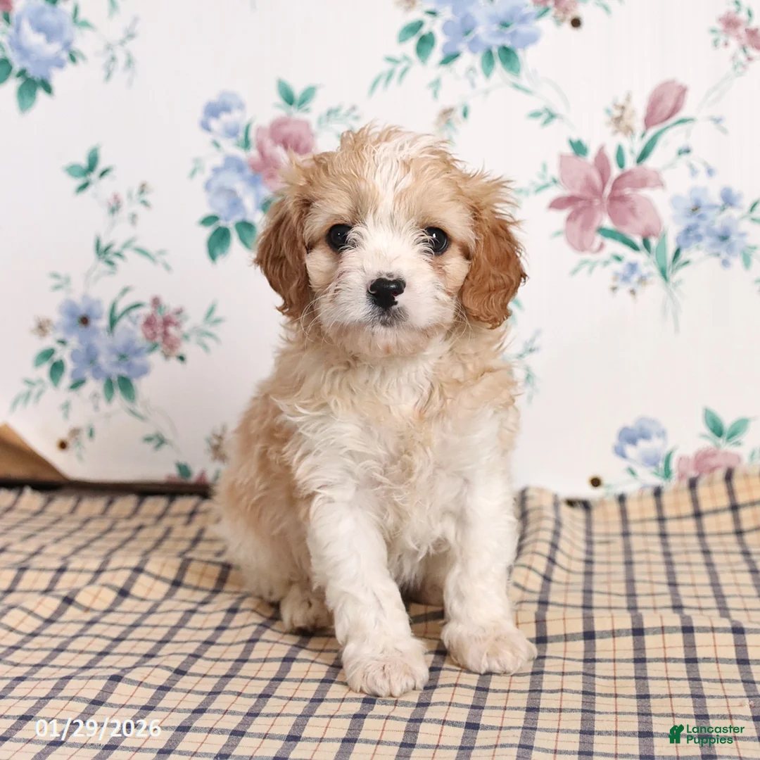 Cavapoo dogs for sale: Pete - Ad 1