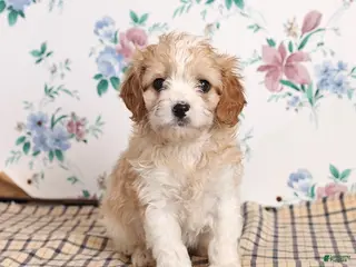 Cavapoo dogs Pete - Ad 9