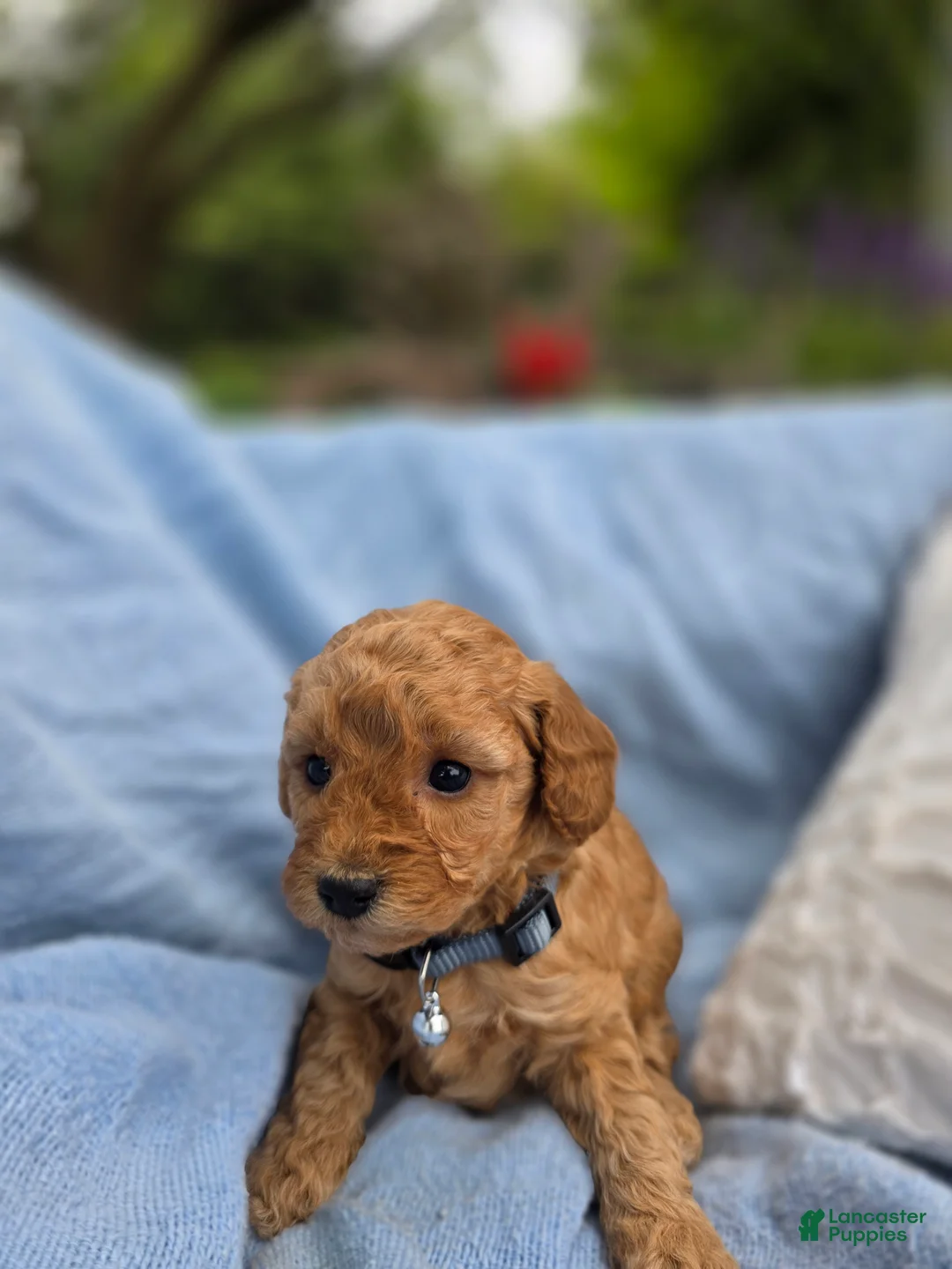 Miniature Poodle dogs for sale: Miniature Poodle 1 - Ad 4