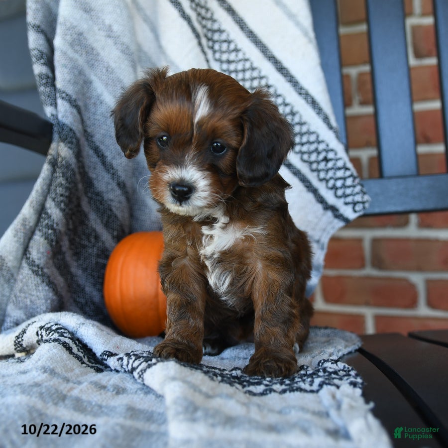 Cavapoo dogs Skyla - Ad 2