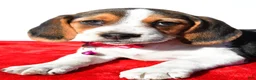 Beagle dogs for sale: Mandi - Ad 4