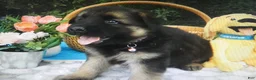 German Shepherd dogs for sale: German Shepherd 3 Rylen - Ad 1