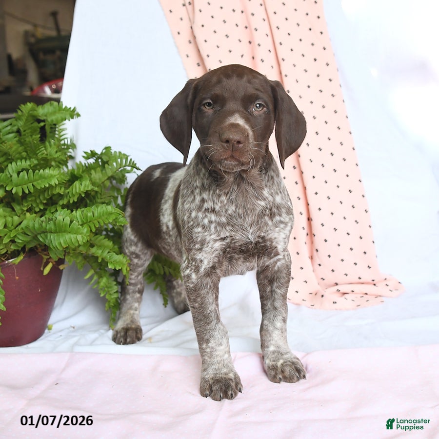 German Shorthaired Pointer dogs Apollo - Ad 2