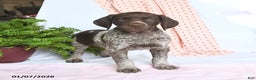 German Shorthaired Pointer dogs for sale: Apollo - Ad 2