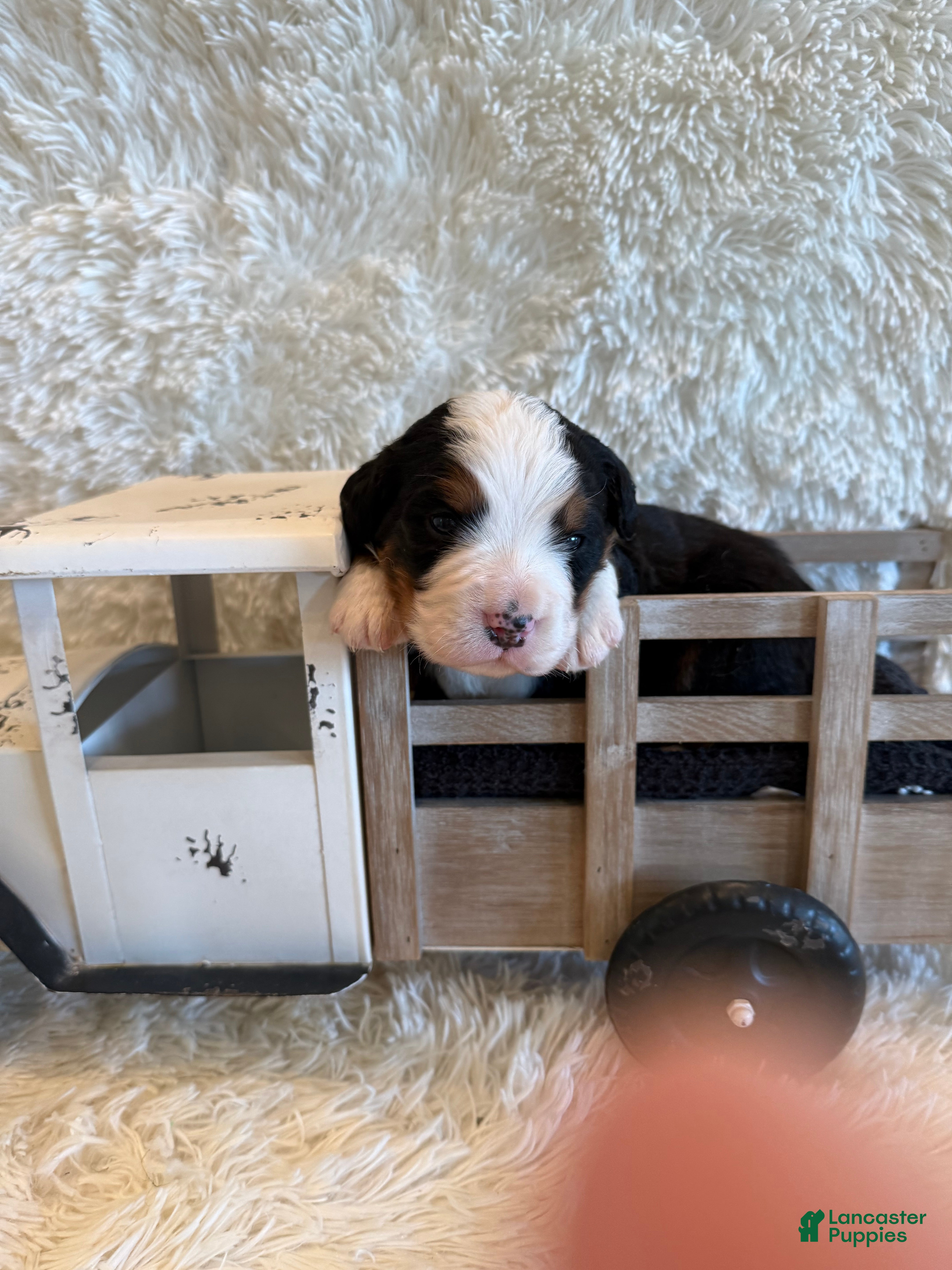 Bernese Mountain Dog dogs Dean - Ad 22