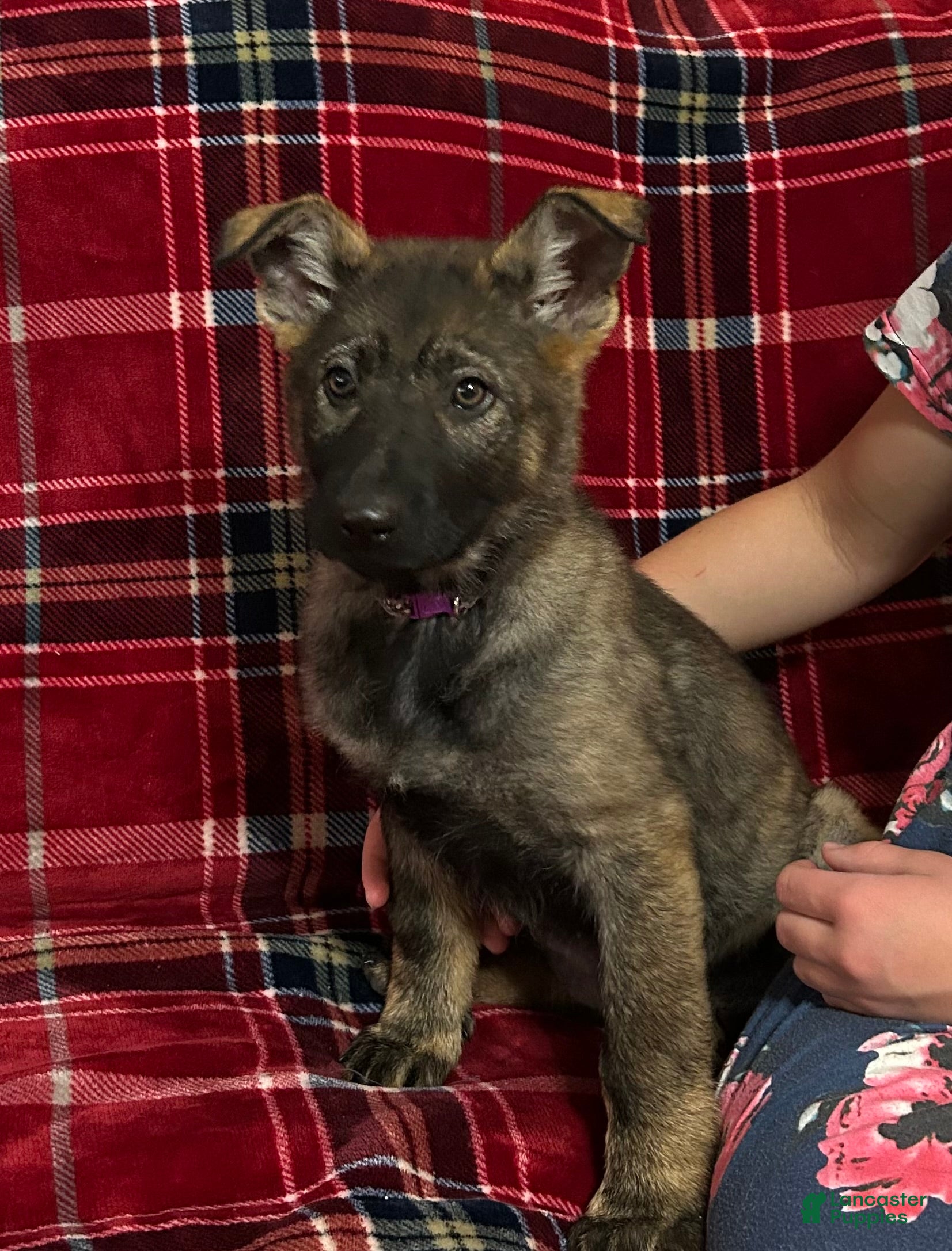German Shepherd dogs Willow/Cody Teal - Ad 3