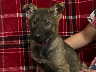 German Shepherd dogs Willow/Cody Teal - Ad 3