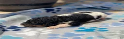 Standard Poodle dogs for sale: Aspen - Ad 11
