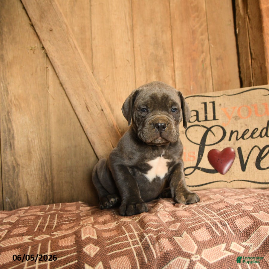 Cane Corso dogs Randy - Ad 1