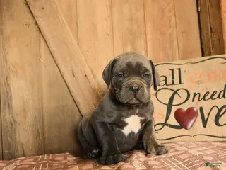 Cane Corso dogs for sale: Randy - Ad 1