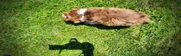 Havapoo dogs for sale: Domino - Ad 7