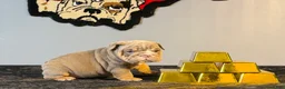 English Bulldog dogs for sale: English Bulldog Puppy 2 - Ad 2