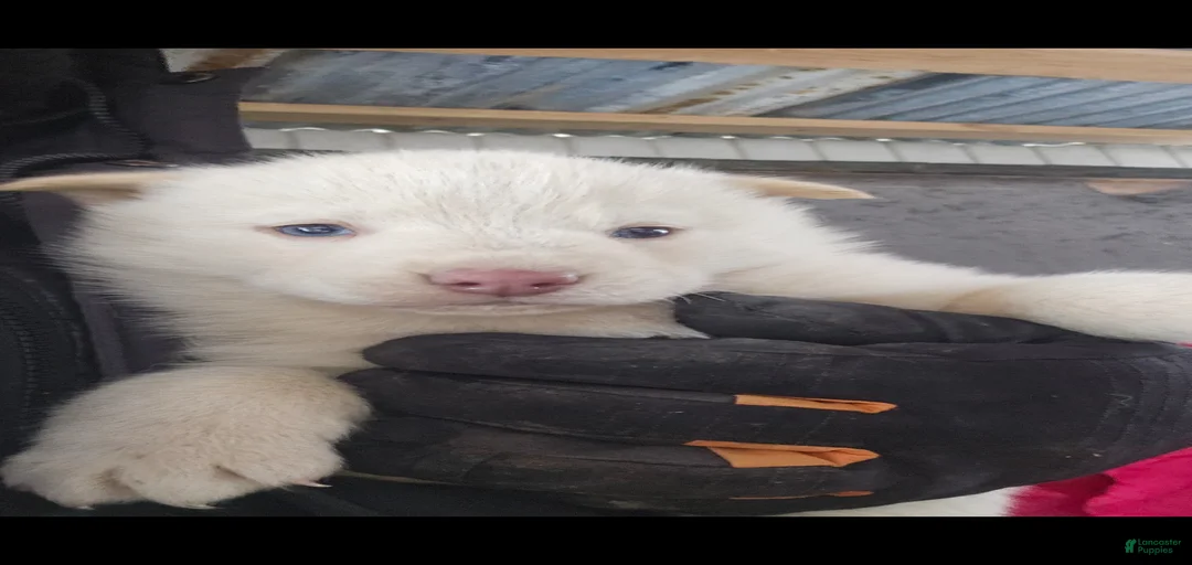 Gallery Image {{count}}