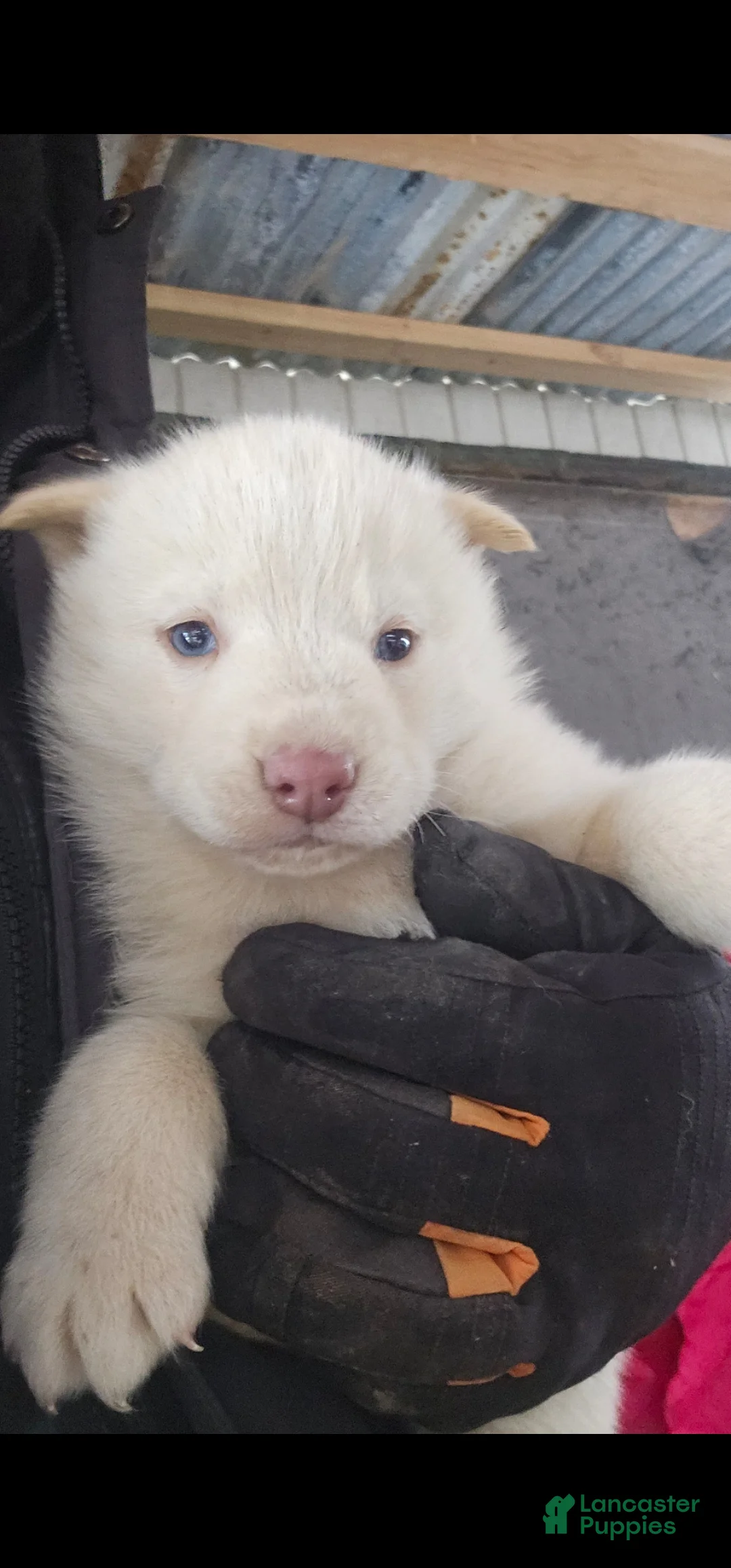 Gallery Image {{count}}