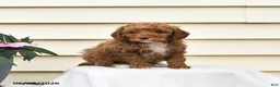 Aussiedoodle dogs for sale: Ruby - Ad 3