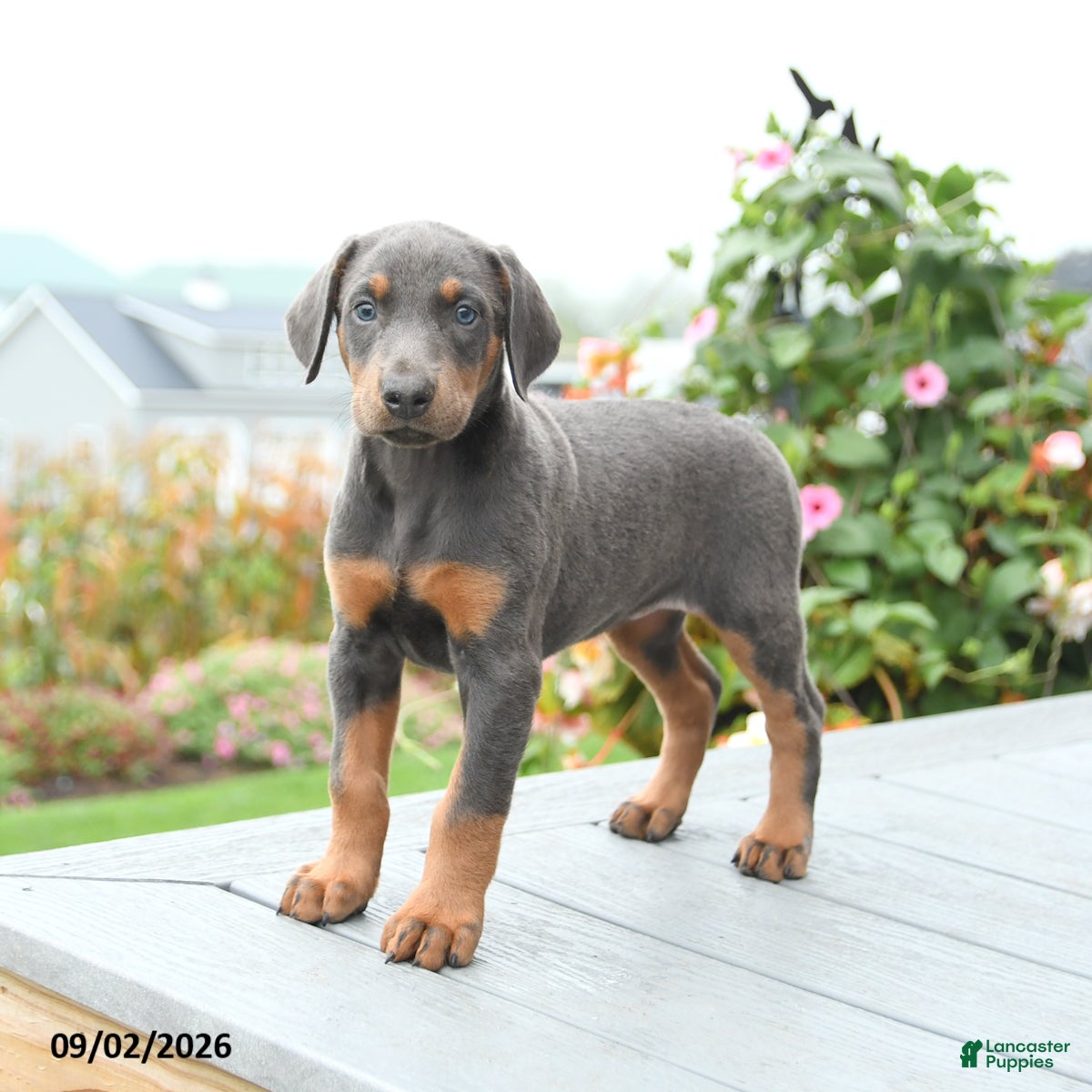 Mixed Breed dogs Fancy - Ad 1