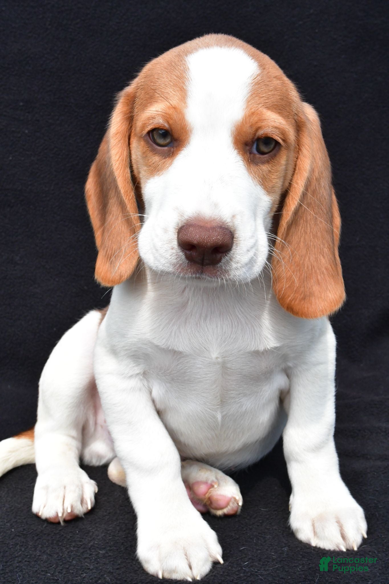 Beagle dogs Marcus - Ad 1