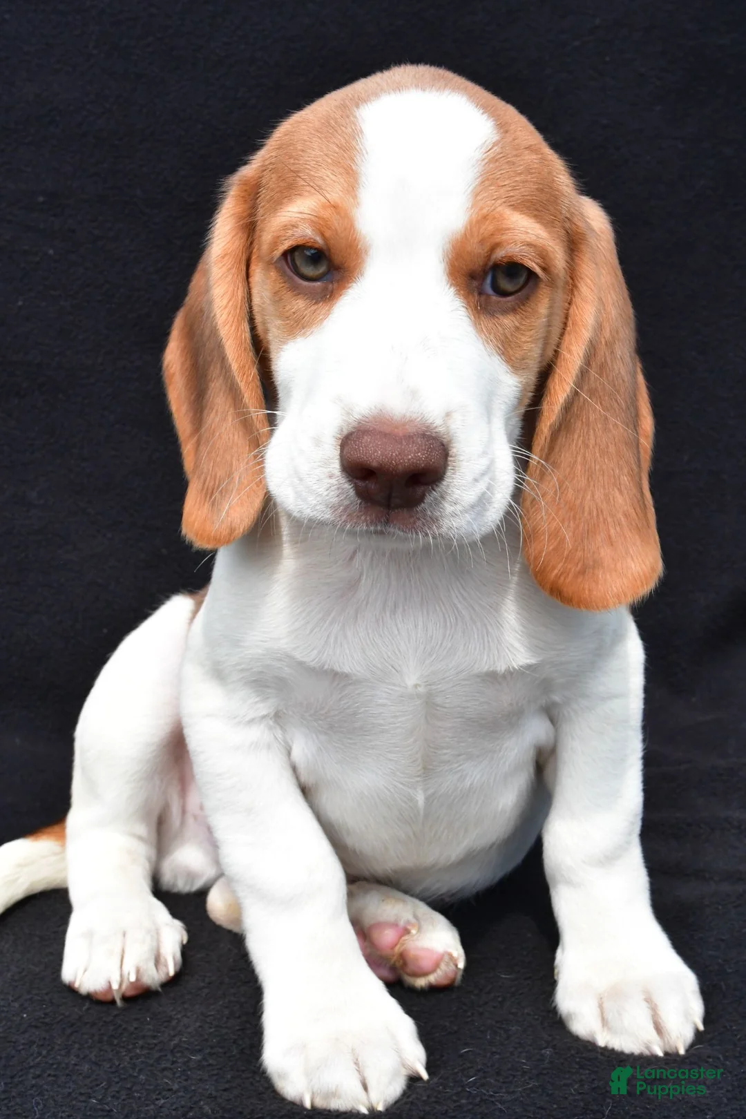 Beagle dogs for sale: Marcus - Ad 1