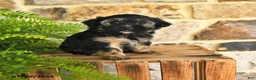 Mixed Breed dogs for sale: Gabby - Ad 1