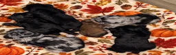 Miniature Schnauzer dogs for sale: Sable & rust Merle male - Ad 6