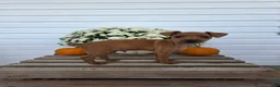 Miniature Pinscher dogs for sale: Leo - Ad 1