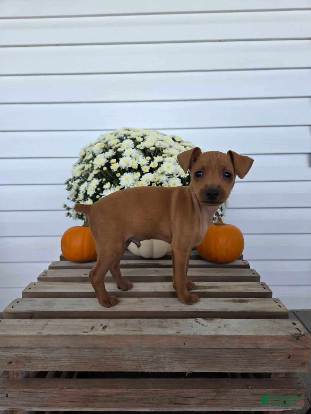Miniature Pinscher dogs for sale: Leo - Ad 1