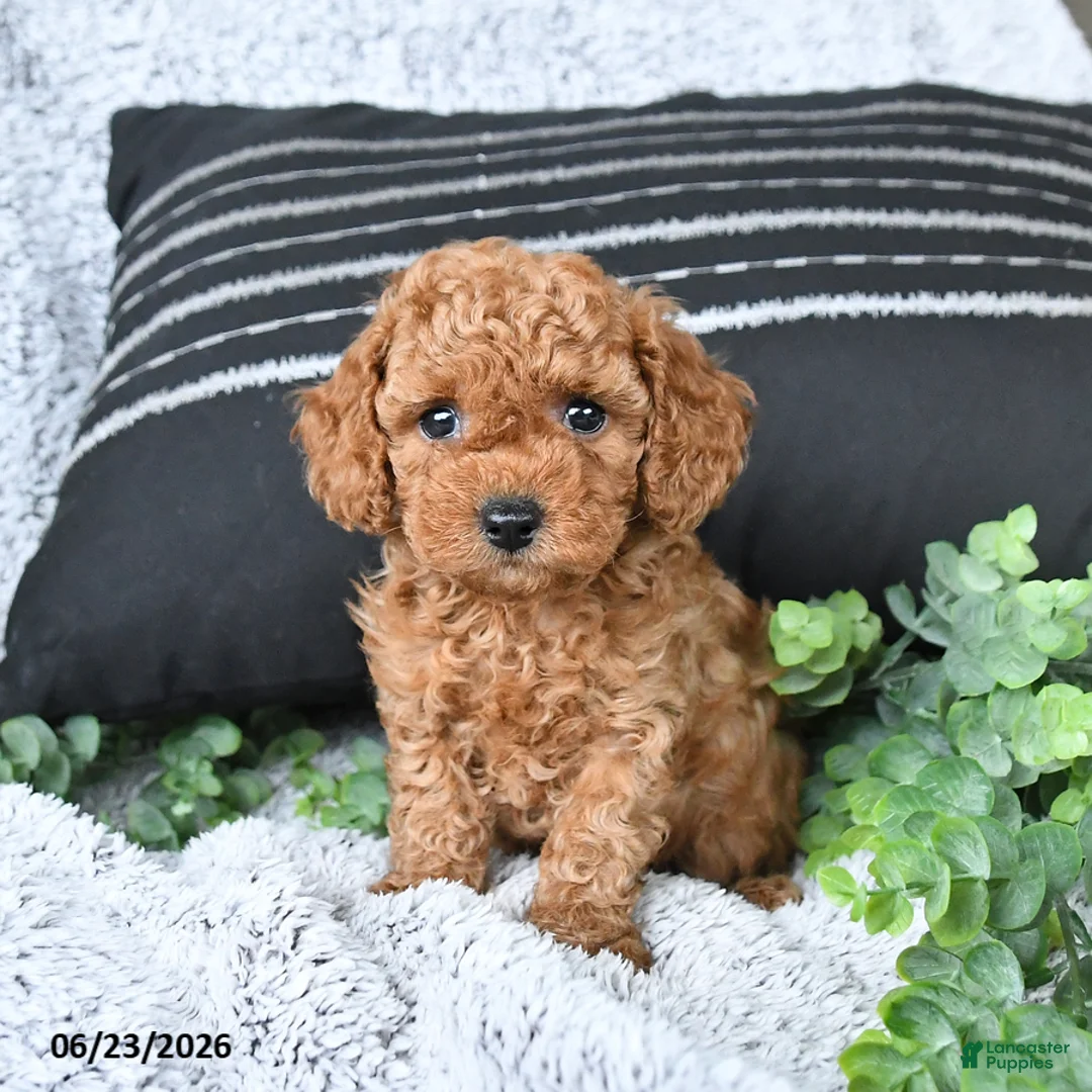 Toy Poodle dogs for sale: Rusty - Ad 2