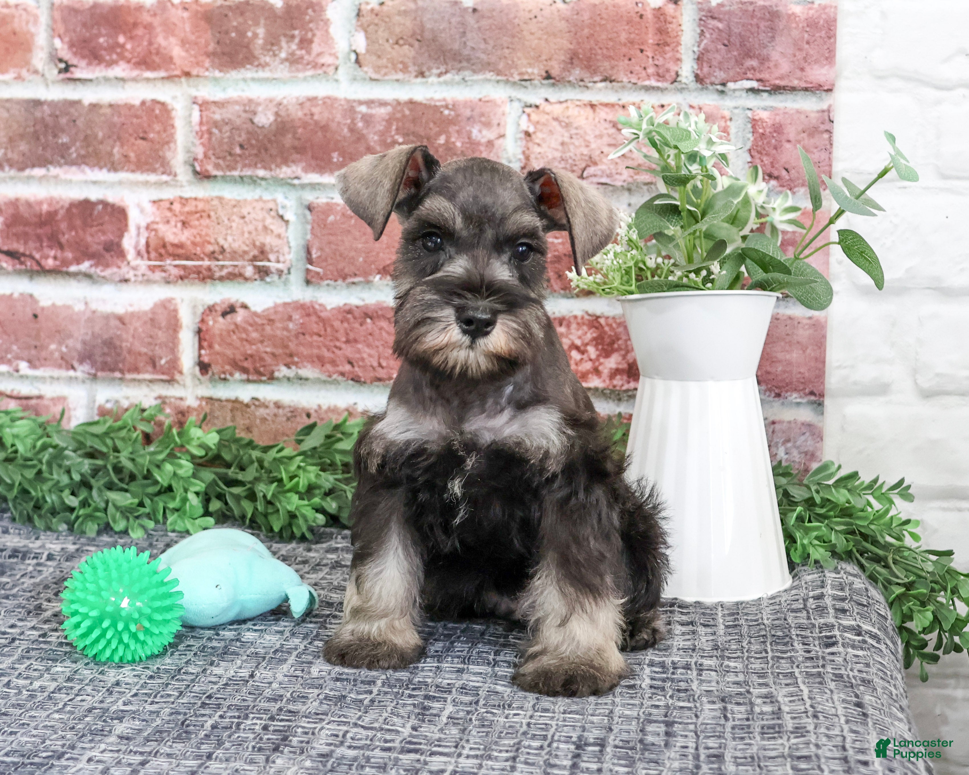 Trenton (Miniature Schnauzer, Male) in Syracuse, IN