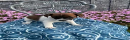 Jack Russell Terrier dogs for sale: King - Ad 3