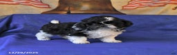 Shih Tzu dogs for sale: Marley - Ad 3