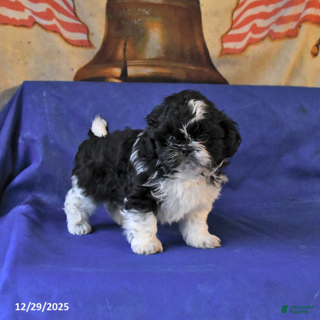 Shih Tzu dogs for sale: Marley - Ad 3