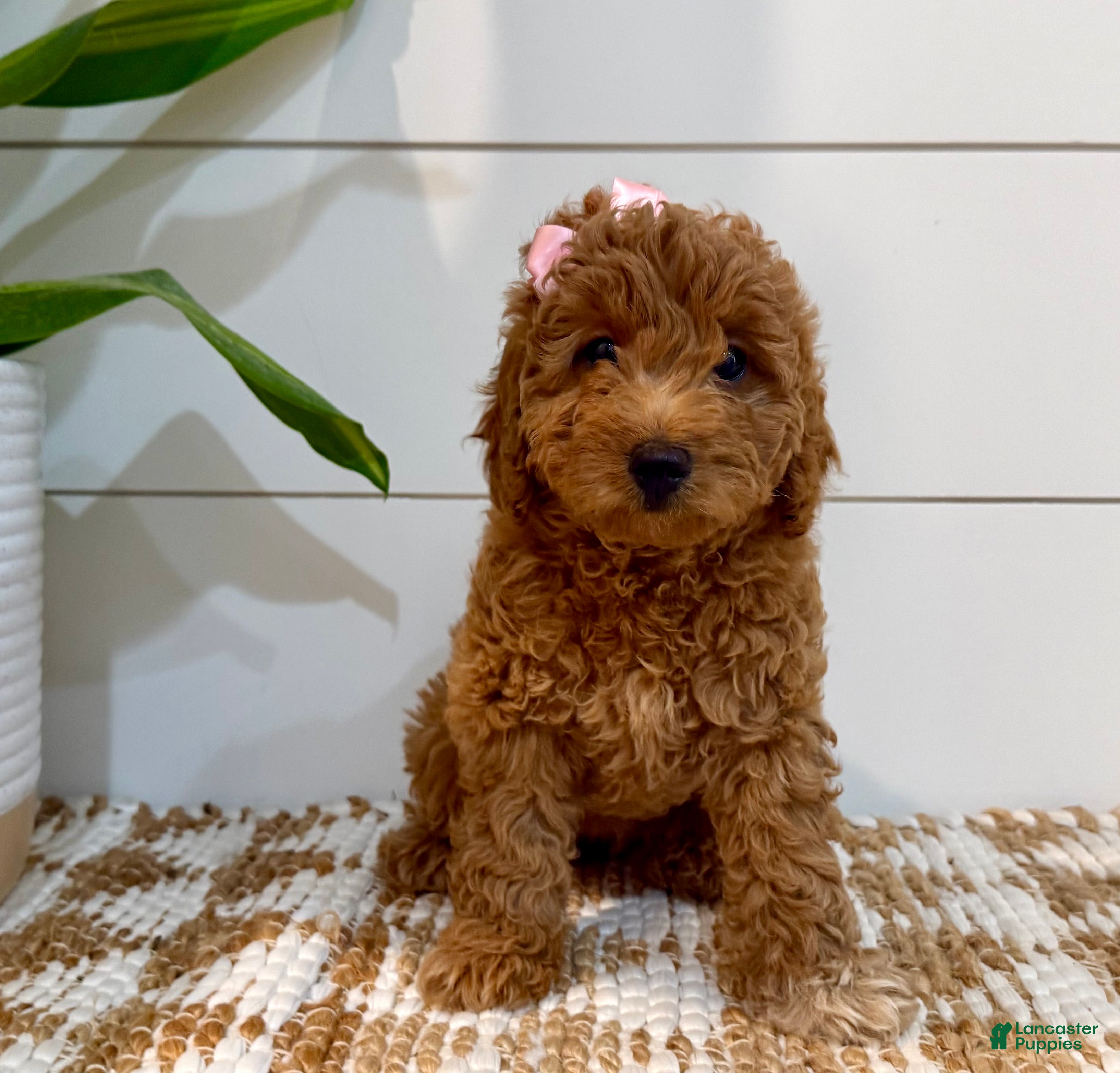 Mini Goldendoodle dogs Peach Collar 🐾🧡 - Ad 2