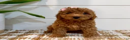 Mini Goldendoodle dogs for sale: Peach Collar 🐾🧡 - Ad 2