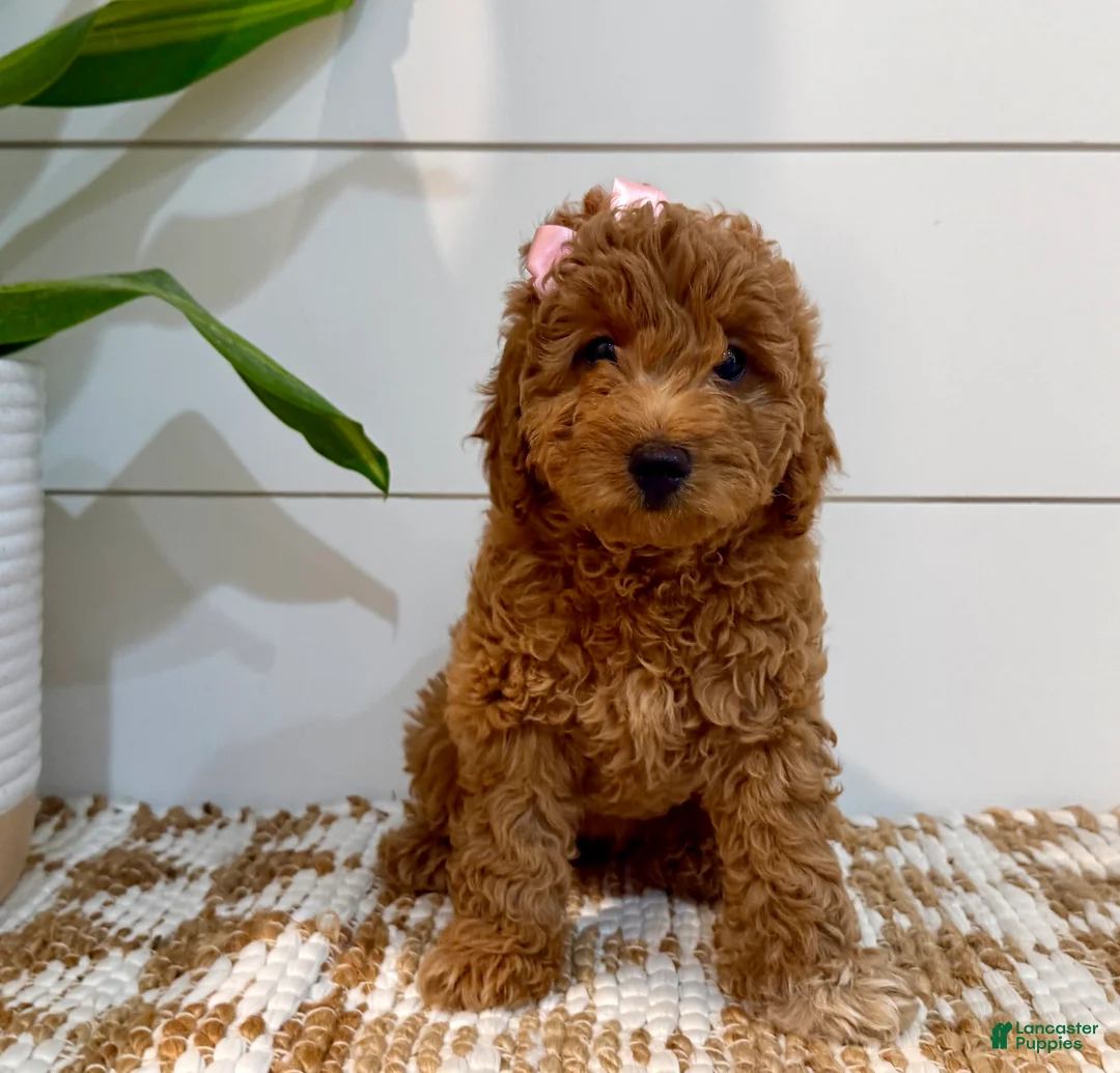 Mini Goldendoodle dogs for sale: Peach Collar 🐾🧡 - Ad 2