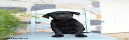 Labrador Retriever dogs for sale: Coco  - Ad 5