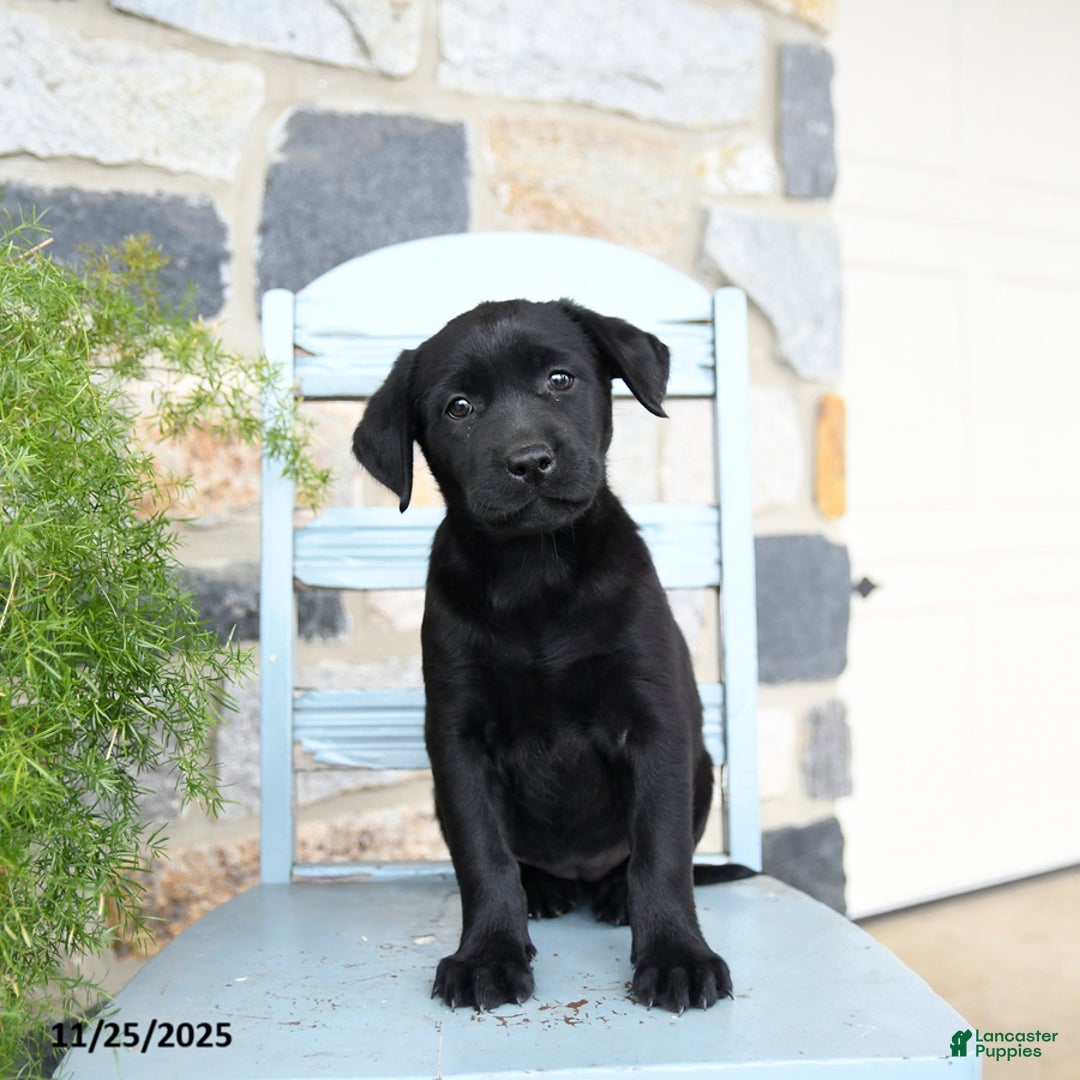 Labrador Retriever dogs for sale: Coco  - Ad 5
