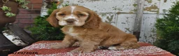 Cocker Spaniel dogs for sale: Peanut - Ad 3
