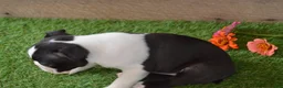 Boston Terrier dogs for sale: Bentley - Ad 4