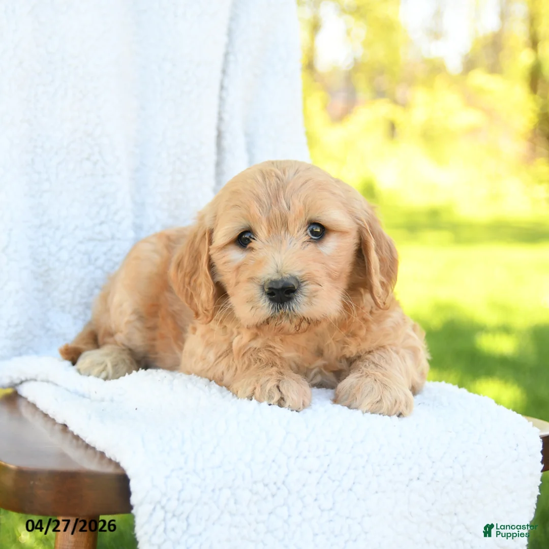 Goldendoodle dogs for sale: Crissa - Ad 2
