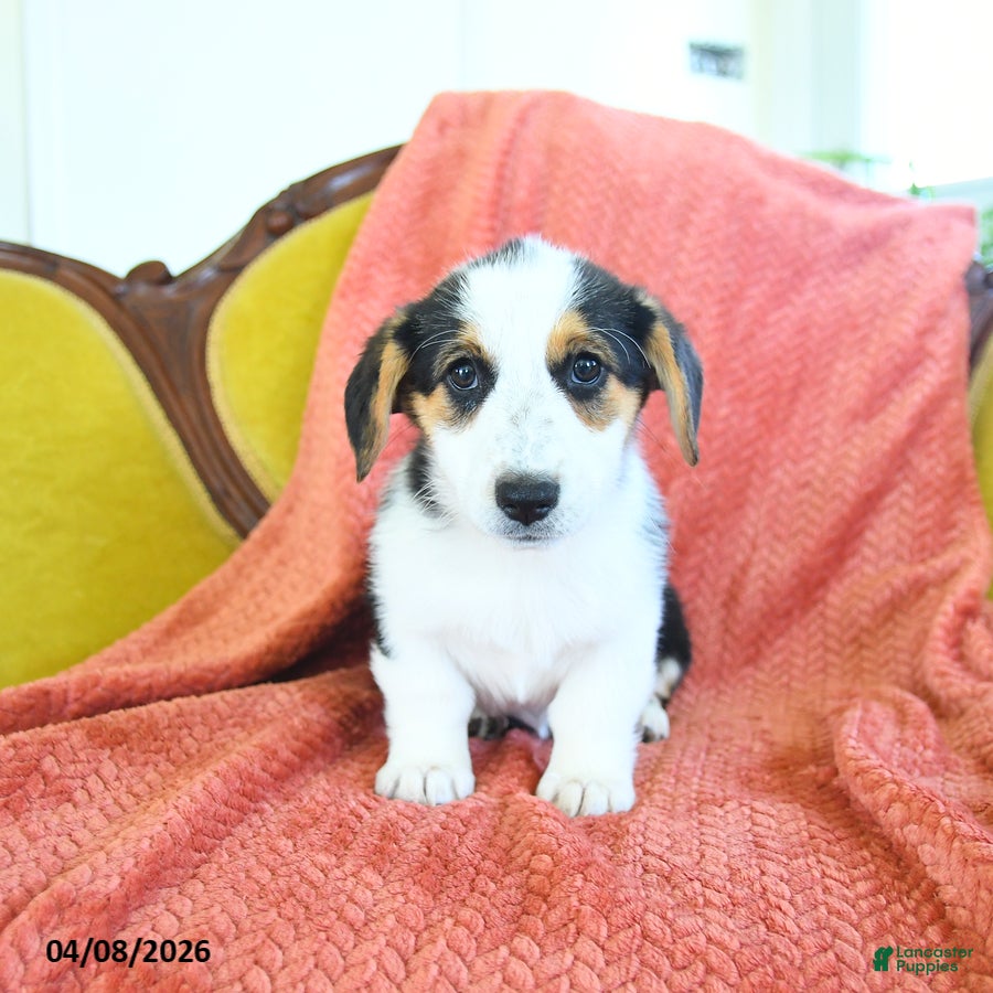 Welsh Corgi Pembroke dogs Tiffany - Ad 2