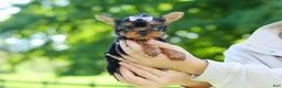 Yorkshire Terrier dogs for sale: Miranda - Ad 3