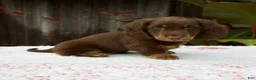 Miniature Dachshund dogs for sale: Austin - Ad 1