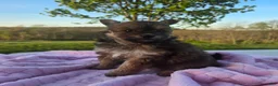 Pomapoo dogs for sale: Latte - Ad 7