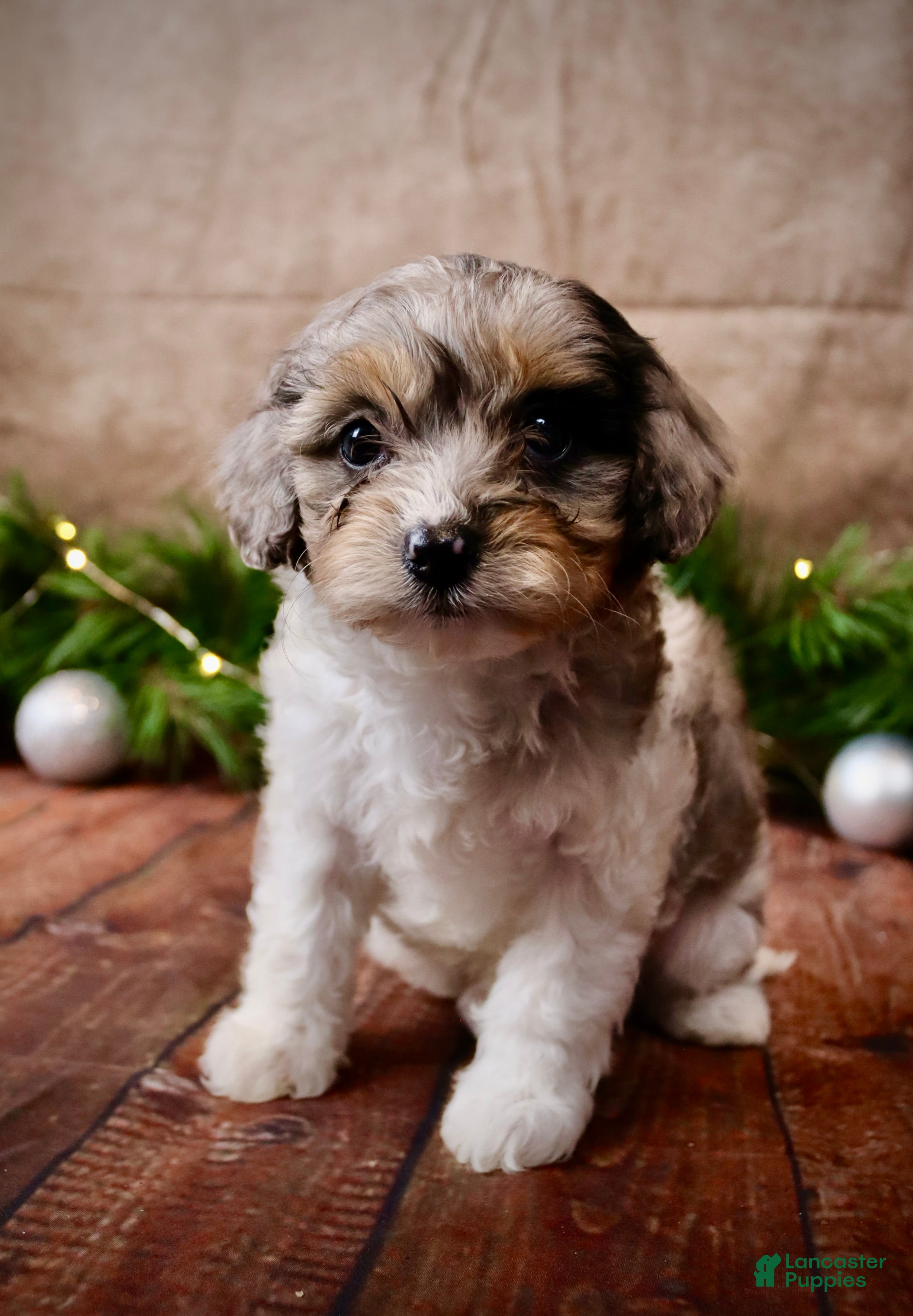 Cavapoo dogs Angel - Ad 2