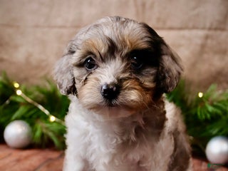 Cavapoo dogs Angel - Ad 2