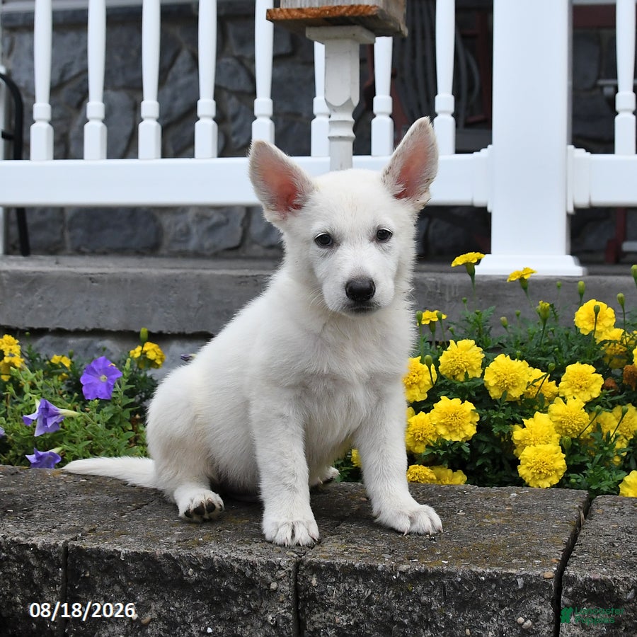 German Shepherd dogs Moose - Ad 1
