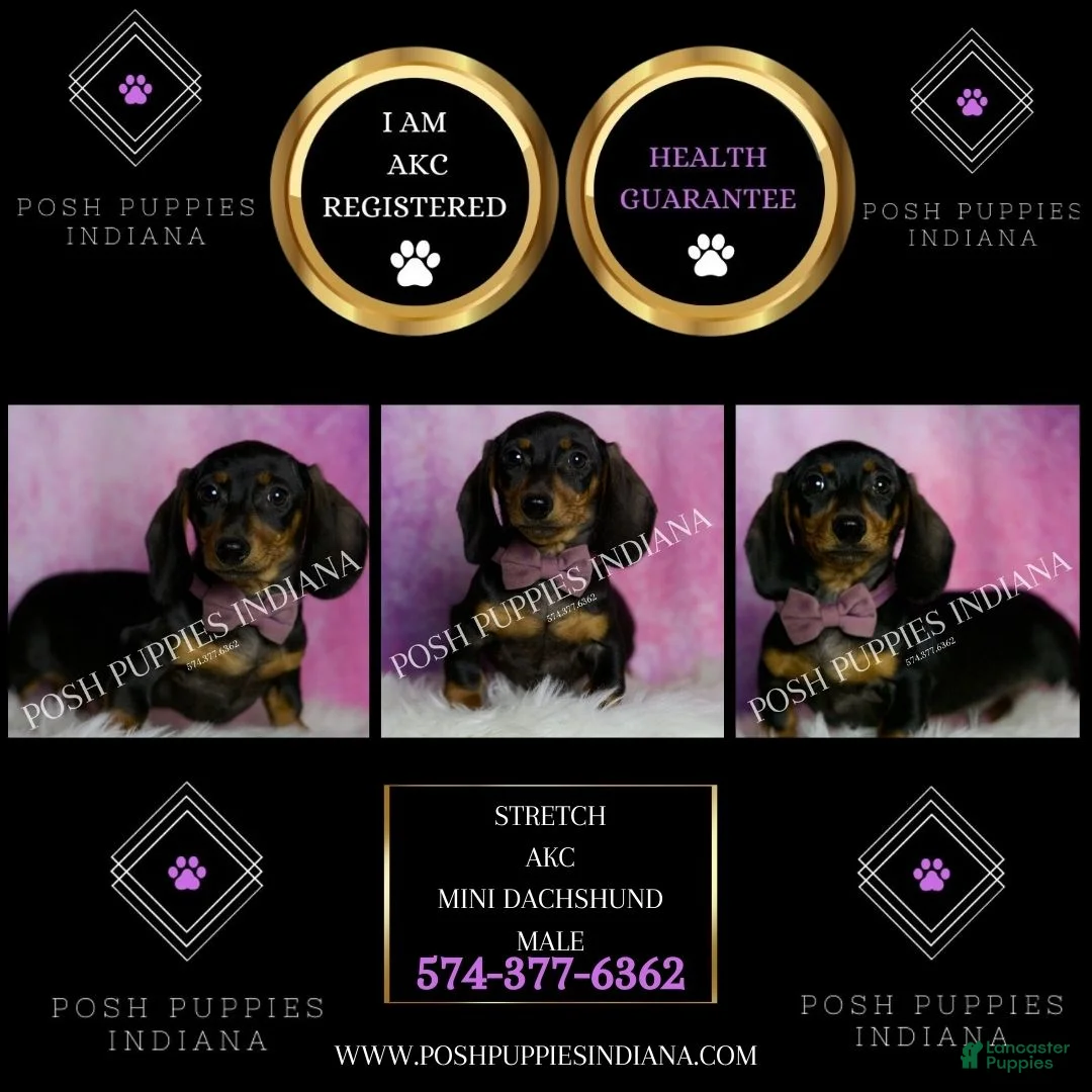 Miniature Dachshund dogs for sale: Stretch - Ad 2