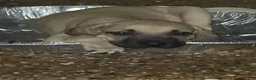 Black Mouth Cur dogs for sale: Black Mouth Cur - Ad 8
