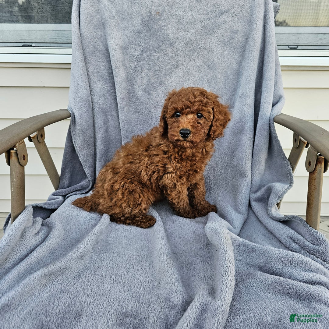Toy Poodle dogs for sale: Reeces - Ad 3