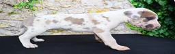 Great Dane dogs for sale: Apollo - Ad 12